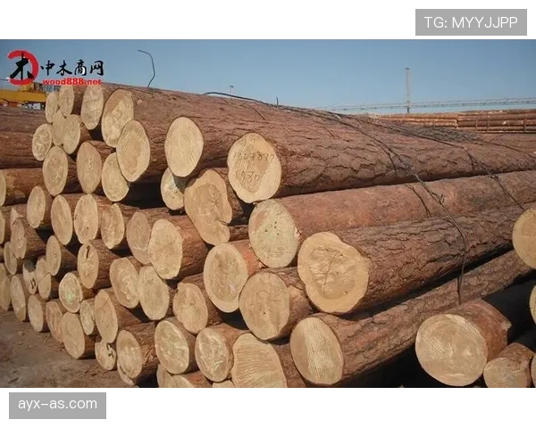 桑德兰投资回报显著增长，助力俱乐部竞争力提升与地方经济繁荣